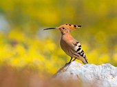 upupa in campo fiorito di giallo (Upupa epops Linnaeus)