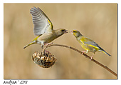 Verdone - Carduelis-chloris, il maschio inbecca la femmina su un girasole